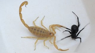 Black Widow Cleverly Ties Up Scorpion (May be disturbing to some viewers)