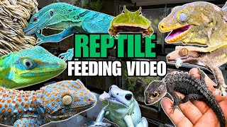 FEEDING MY PET REPTILES 52 SILKWORMS + GREEN TREE MONITOR LIZARD VIVARIUM SNEAK PEEK!