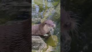 Fun Facts About Otters