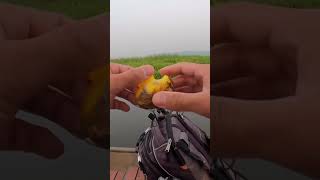 DIY Duck Lure Catches Big Fish #Shorts