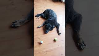 Dog Does Pick YOUR Favourite Ball Challenge 😂 #shorts