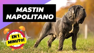 Mastín Napolitano 🐶 El Gigante Arrugado! | 1 Minuto Animal