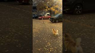 My Corgi Meeting the Ducks on the Street 🦊🧡🦆🦆🦆😁