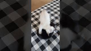 Kittens playing and wrestling 🐾🖤 Kitty Cats learning to play. Cute babies