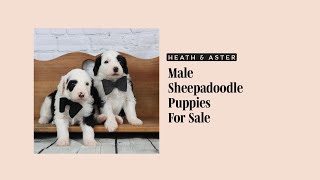 Sheepadoodle puppies for sale - Heath and Aster at 4 weeks old