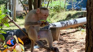 Monkeys Eating Videos [ 3 Clips ] - 4KFreeStock.Com