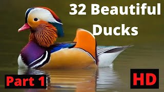 Duck | Beautiful Ducks | The Most Beautiful Ducks in The World | Duck Species | Most Beautiful Ducks