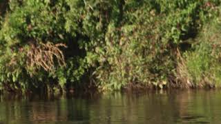 Egret,Heron & Kestrel @ Brockholes Nature Reserve 28th August 2021(4k)(canon90d)