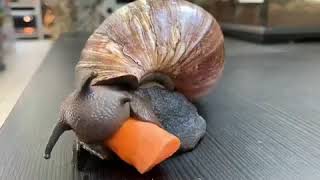 Watch how a Giant African Snail Eating a Carrot Timelapse