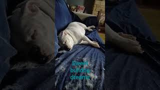 Sweet Bulldog Dreams 💤 😴 🐕 #bulldogs #bulldoglover #dogs #shorts