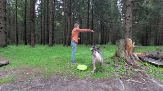 Обучение трюкам. Щенок хаски Хиппи, 10 месяцев - Training tricks of a husky puppy