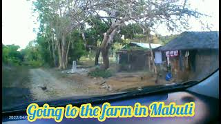 GOING TO THE FARM IN MABUTI MARCOS , ILOCOS NORTE