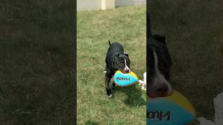 Pitbull loves his ball #dog #pitbull #shorts