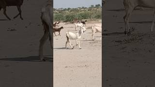 In Thar with the beautiful goat Sasra  🐐🐐🐐🐐🐐🌹🌹🌹😍