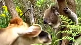 Poor Koala scared by a group of Cows