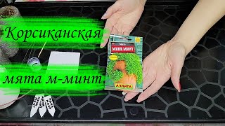 Корсиканская мята. Выращиваем из семян.