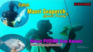 Spearfishing Tanjung Tiram Sulawesi || Catch Maori Seaperch, Bluefin Trevally and Angelfish