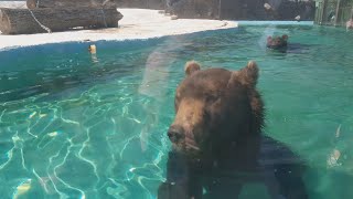 БУРЫЕ МЕДВЕДИ / brown bears swimming in the pool / orsi bruni nuotano in piscina