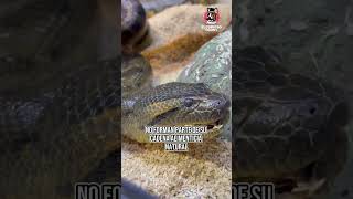 ¿Puede una ANACONDA DEVORAR a un HUMANO? #shorts #viral