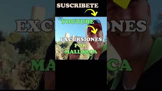 🏰 EXCURSIÓN por el BOSQUE del CASTILLO de BELLVER #short #shorts #excursion #mallorca #youtubeshorts