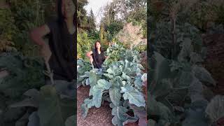 Thousandhead Kale, Perennial Kale, & Tree Collards #shorts