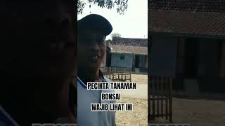 PECINTA TANAMAN BONSAI WAJIB LIHAT INI #bonsai  #bonsaiindonesia #viral