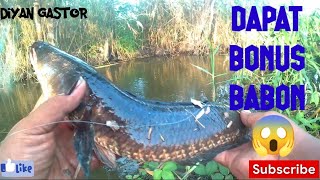 mancing buat cari lauk dapat bonus GABUS BABON