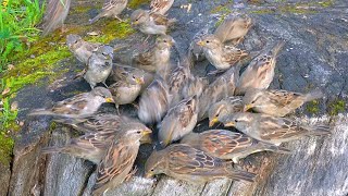 LIttle Closer with House Sparrows on the Large Tree Stump [4K]