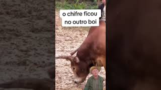 a briga dos bois #viralvideo #boi #boiadeira #animals #funnypets