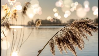 Feeling Safe - Fridays for Silence meditative practice