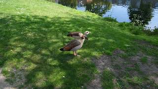 Egyptian Geese