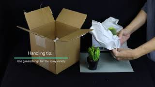 Unboxing 2.5" 4-pack succulents from Altman Plants