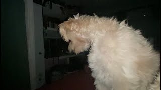 Scary- Puppy Growls At Something I Can’t see Full Video- 3 Different Times Starting At 1:33 A