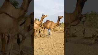 Camel test time #shorts  #shortvideo  #youtubeshorts