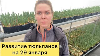 Выгонка тюльпанов к 14 февраля и 8 марта. Развитие на 29 января.