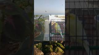 تزاوج الكناري على شاطئ البحر canary singing on the beach