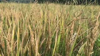 How to made rice plant,why insect drink rice. harvest time paddy fields ,rice plantation .sri lanka