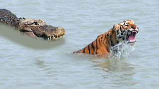 CROCODILE CHASED A LION or Tiger #Shorts