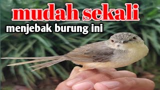 MEMIKAT BURUNG CIBLEK DENGAN  JARING ‼️