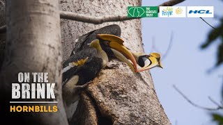 On The Brink S2: Hornbills | Trailer