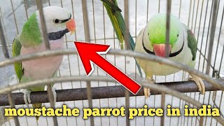 moustache parrot price in india / moustache parakeet / srilankan parrot