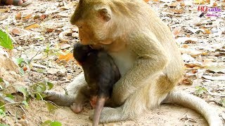 Bad monkey Tara bite head baby Titan to stop milk,Belley has a chance steal Titan when Tara careless