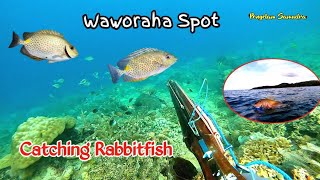 Waworaha Spearfishing || Rabbitfish Spot || Tempat reuni ikan Baronang