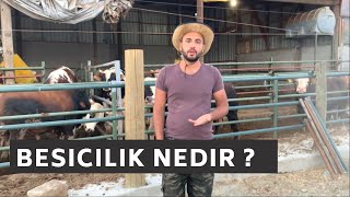 BESİCİLİĞE İLK ADIM . NERDEN BAŞLAMALIYIM