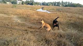 Stray teasing a Rott