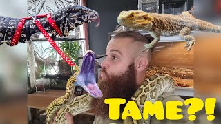 how to tame a reptile !