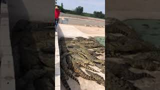 Alligators farms