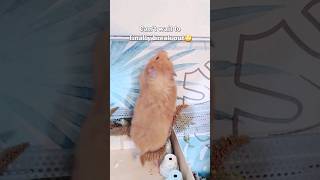 AND NOTHING CAN GO WRONG funny hamster