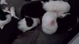 Sheepadoodle Puppies - 2 Weeks old - Sleeping