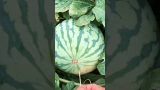 Magical 😲 Watermelon 🍉 Trick #shorts #youtubeshorts